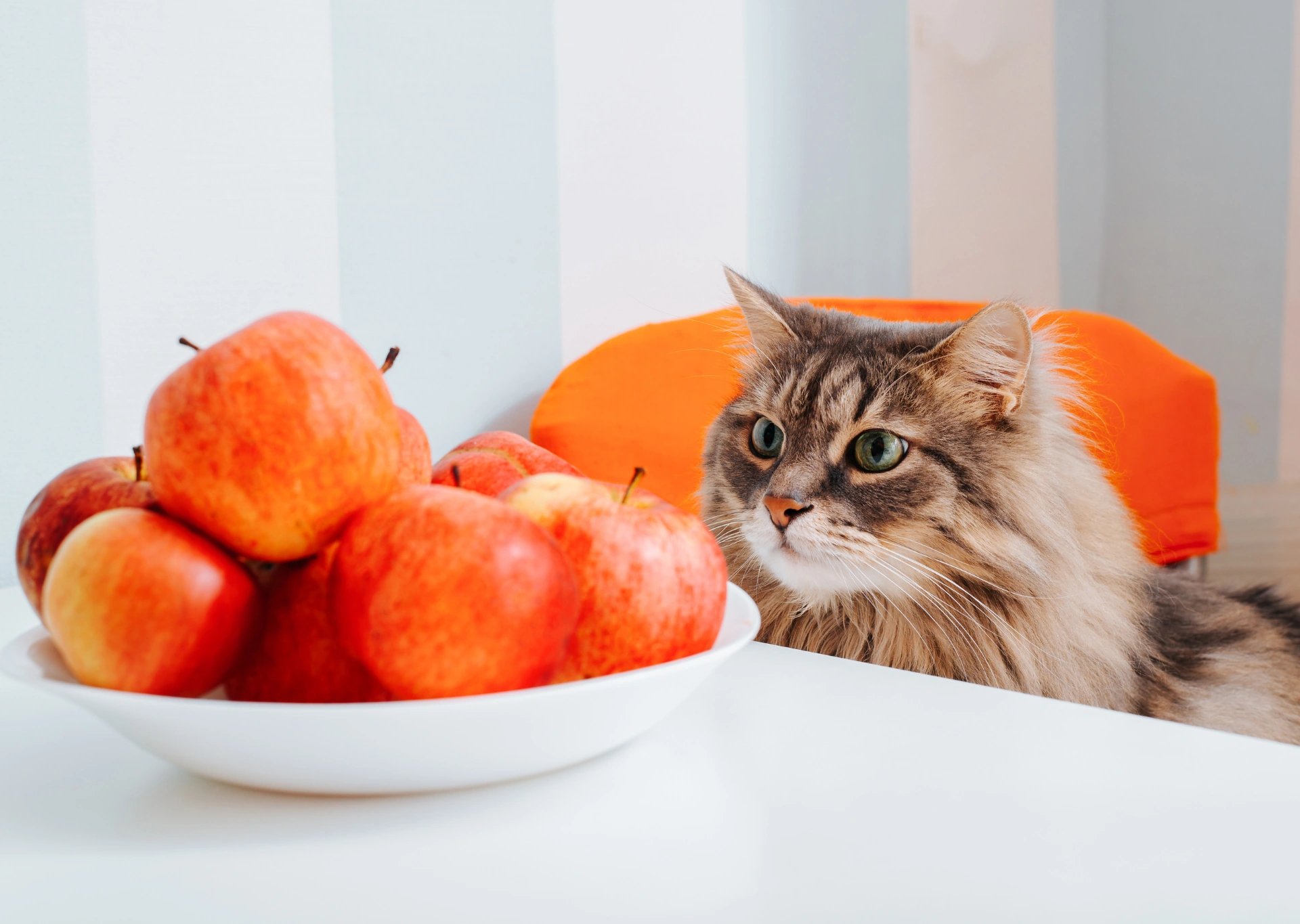 Fluffy cat looking at a plate of red apples