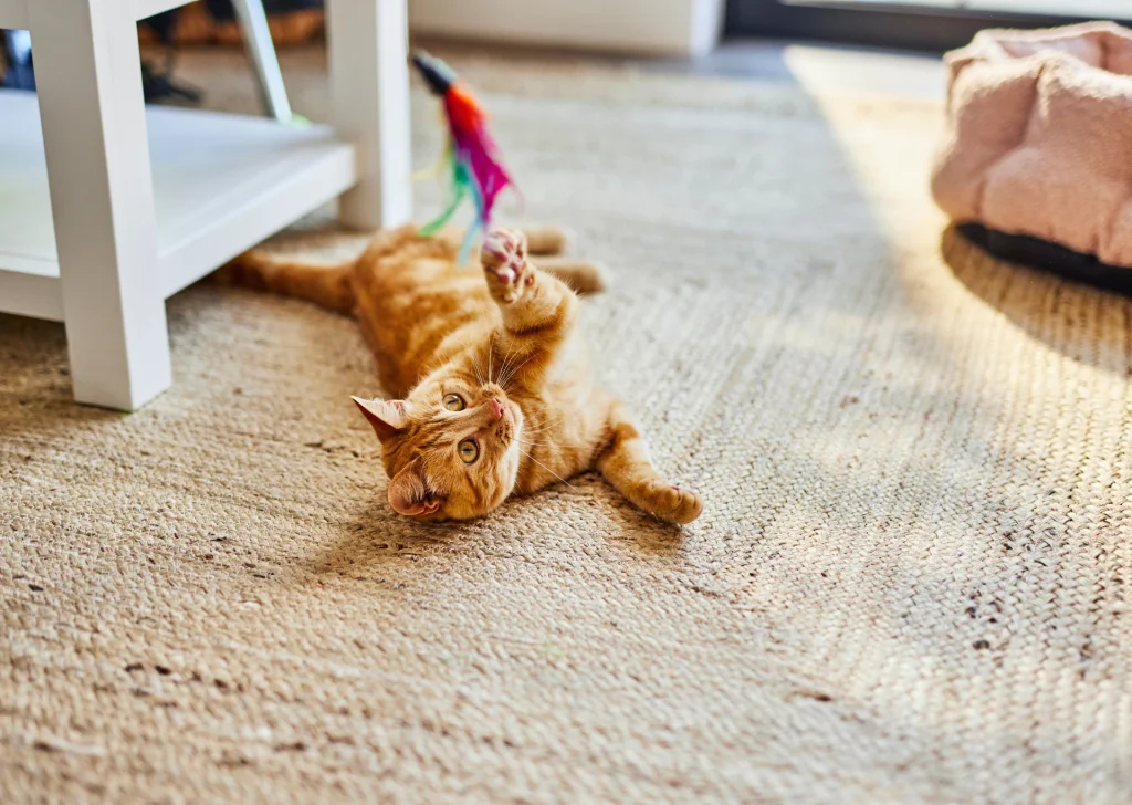Ginger cat playing with feather toy