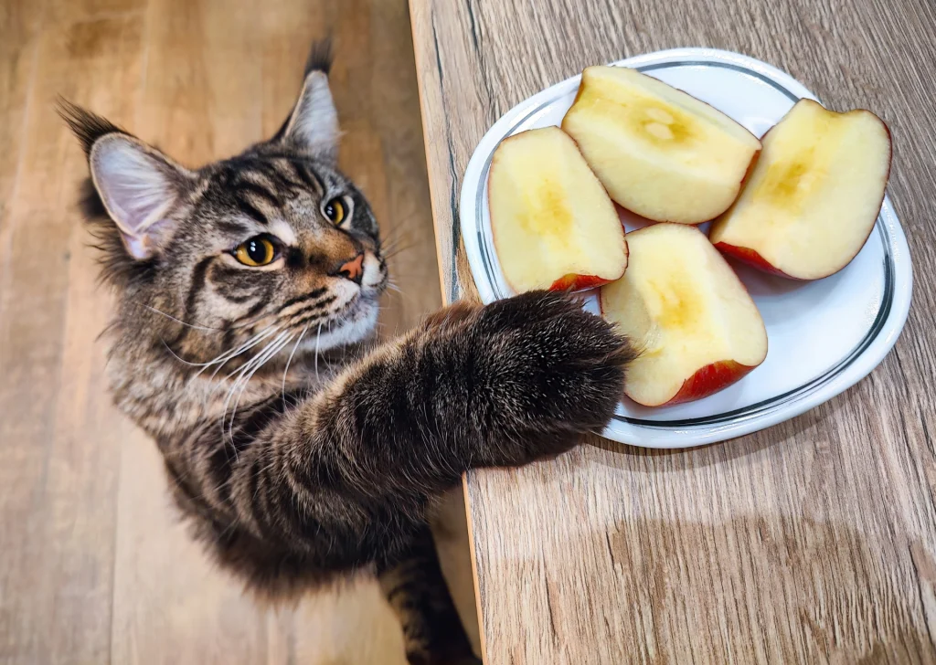 Maine Coon cat reaching for a plate of apple slices