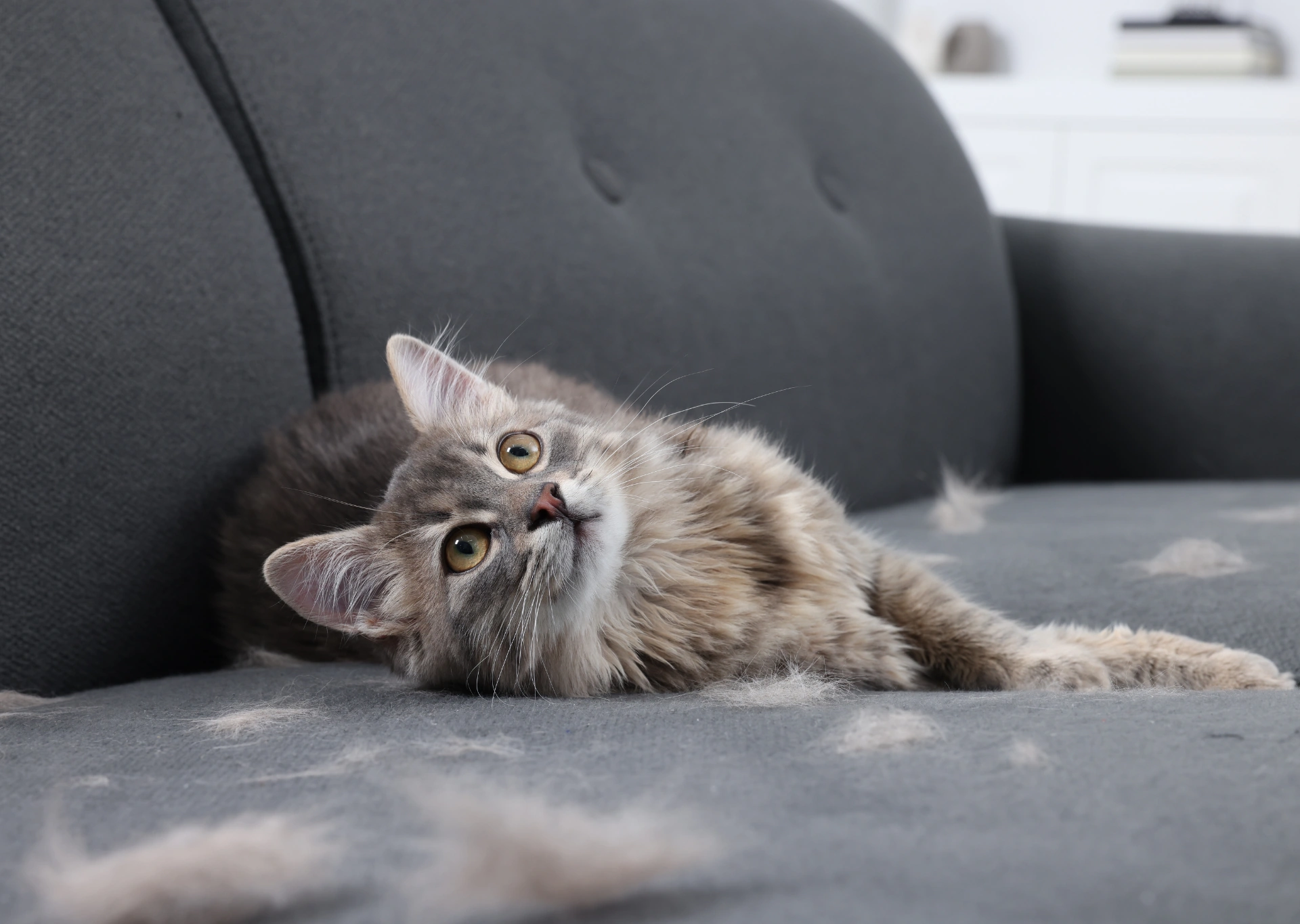 Fluffy grey tabby cat shedding onto a sofa