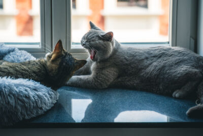 Cats hissing at each other – Is it normal?