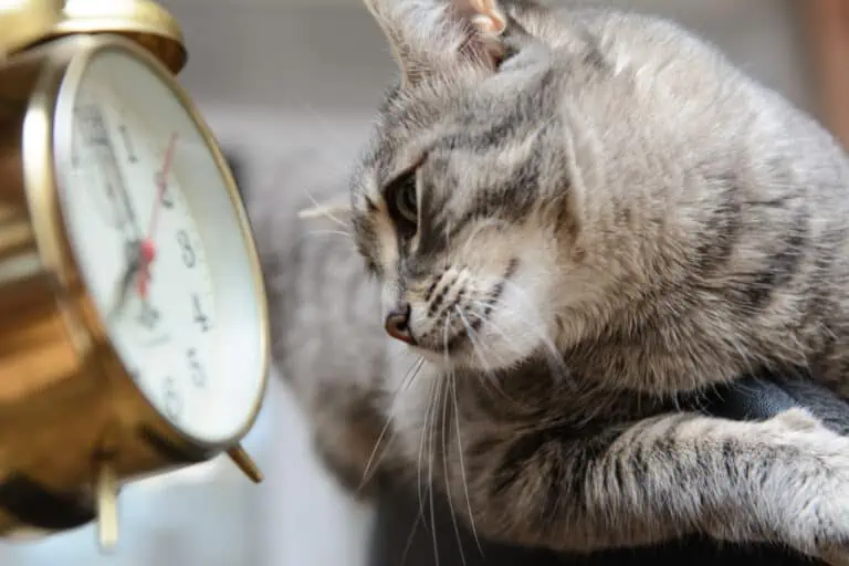 How can my cat ‘tell the time’?