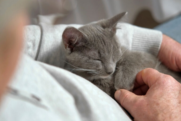 GS-441524 Cat treatment | Shaanxi BLOOM Tech Co., Ltd GS-441524 Cat treatment | Shaanxi BLOOM Tech Co., Ltd