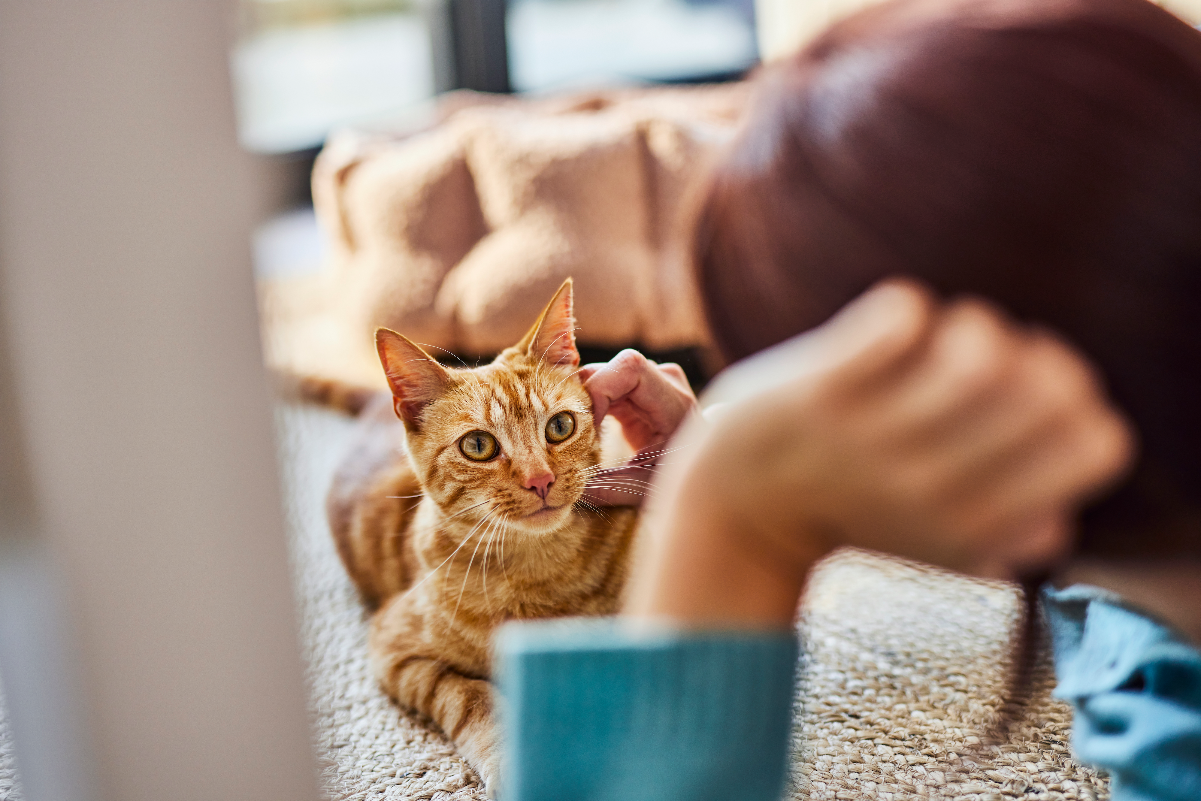 Person laying on their floor, petting an orange cat