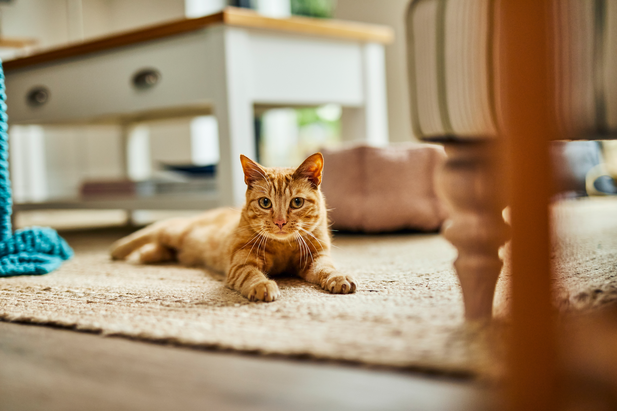 Applaws Cat Food Review 2025: Making Meals Yummier & More Nutritious