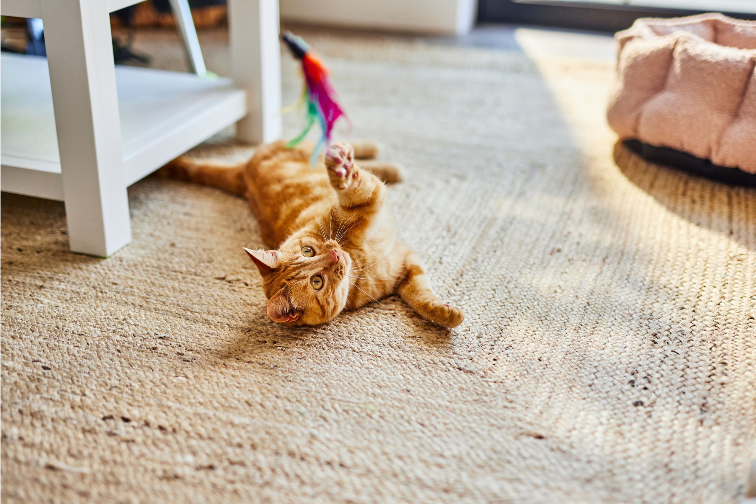 Cat laying on floor reaching up to swat at a feather toy