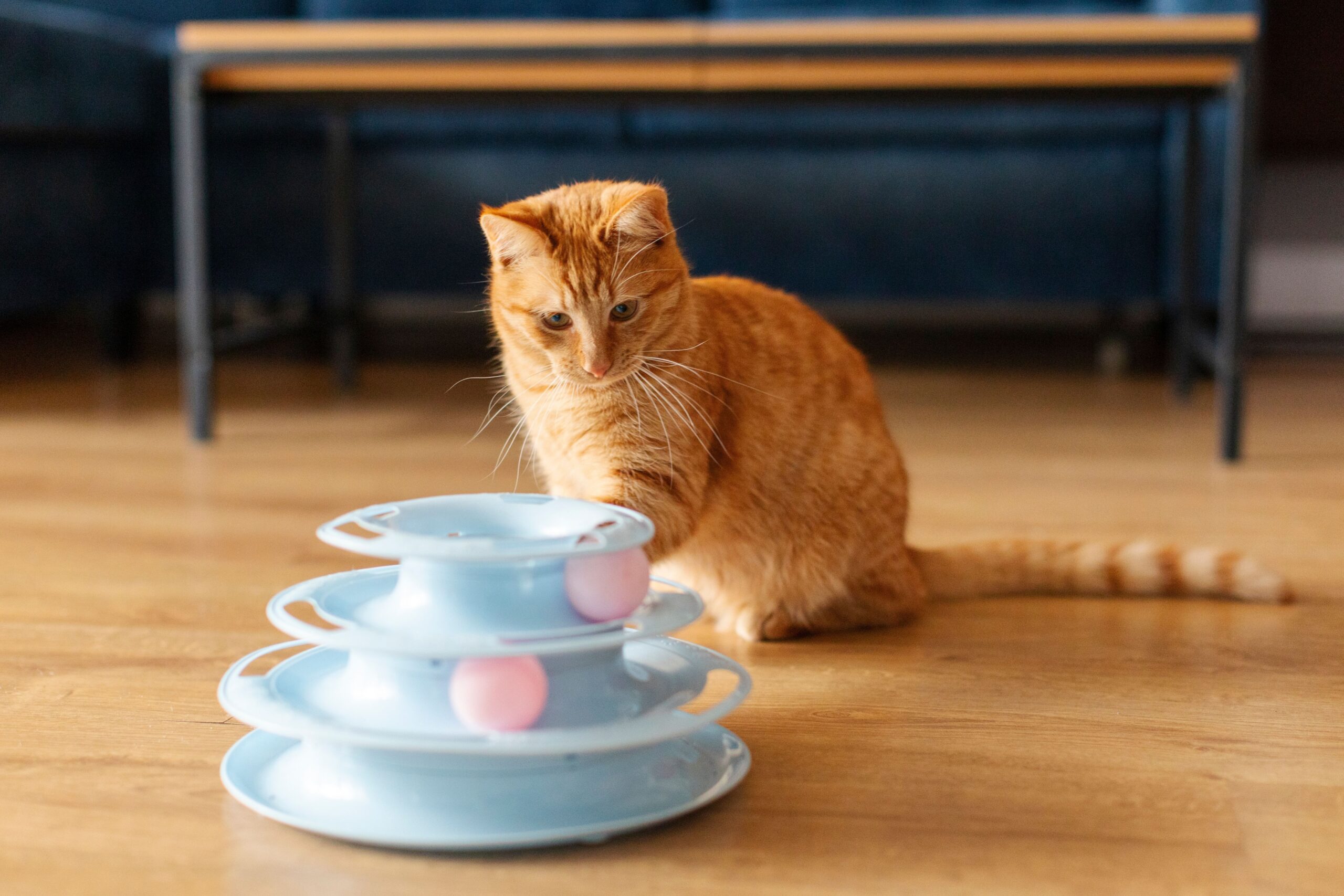 Orange cat playing with plastic toy