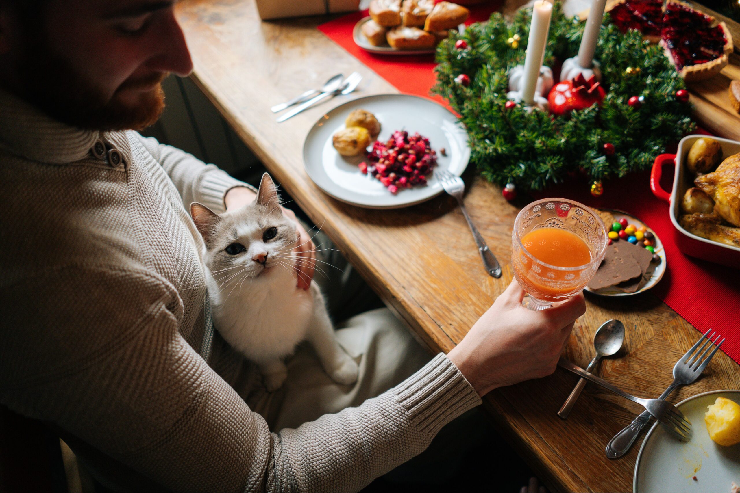 cat sitting on someone's lap at the Thankgiving dinner table