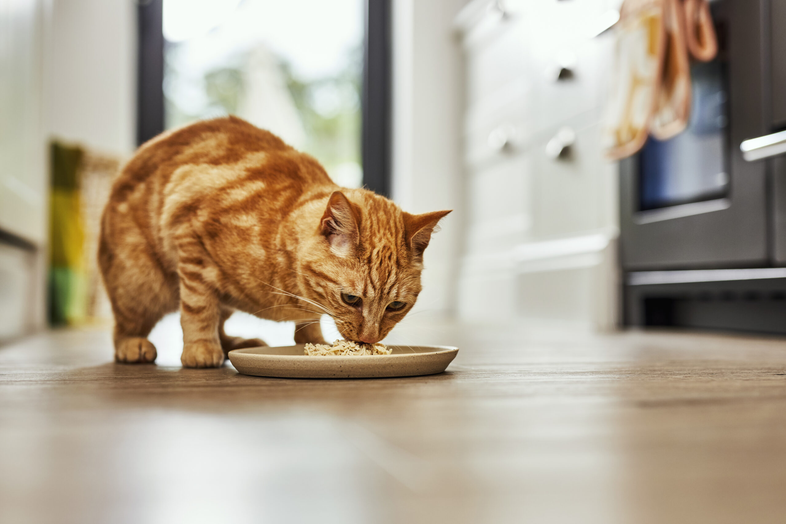 Do Cats Eat More in Winter? | Applaws US, image size:2560x1707