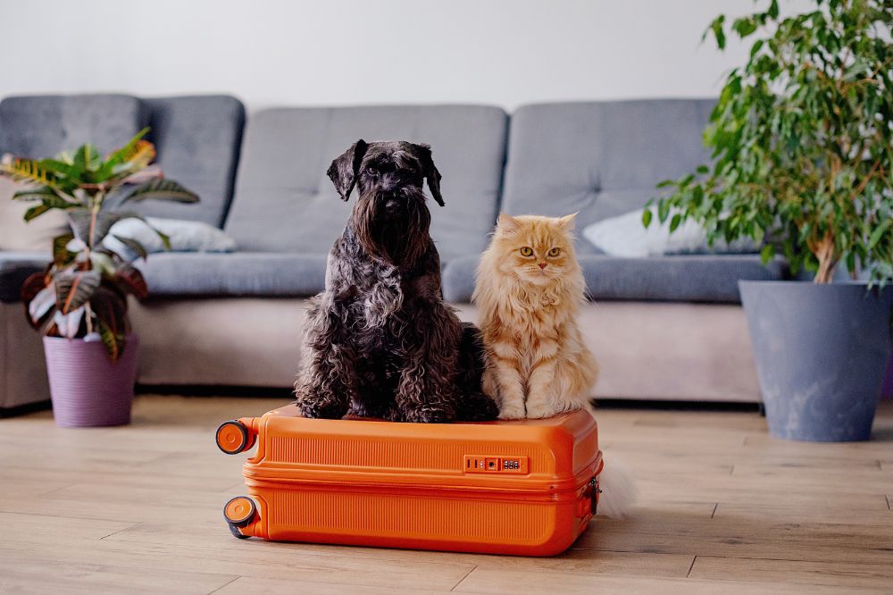 dog and cat sitting on an orange suitcase