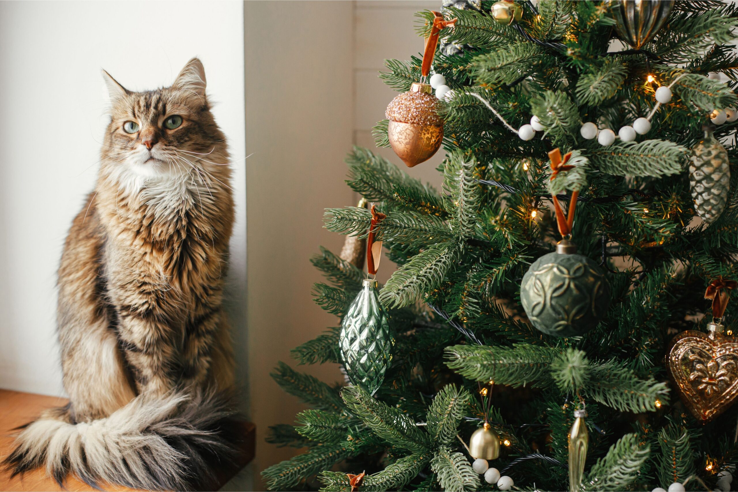 cat sitting next to a Christmas tree