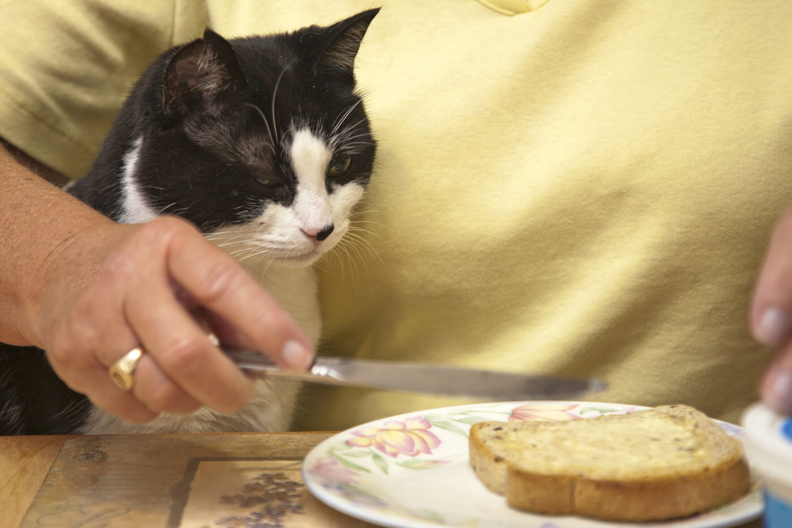 cat sitting on a person's lap while they spread something on bread