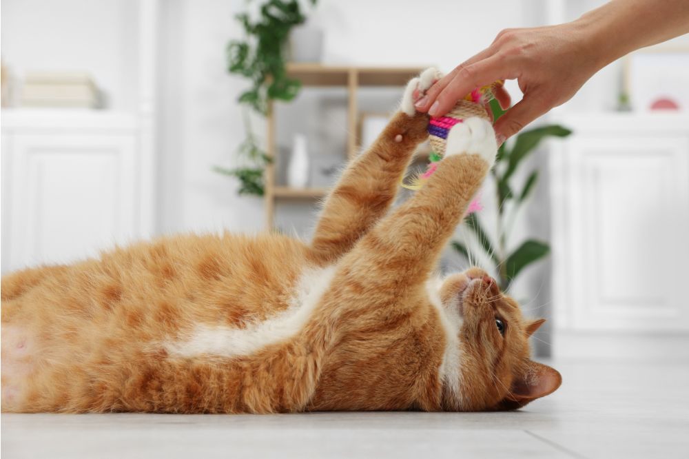 Orange cat laying on their back reaching for a toy held above by a human hand