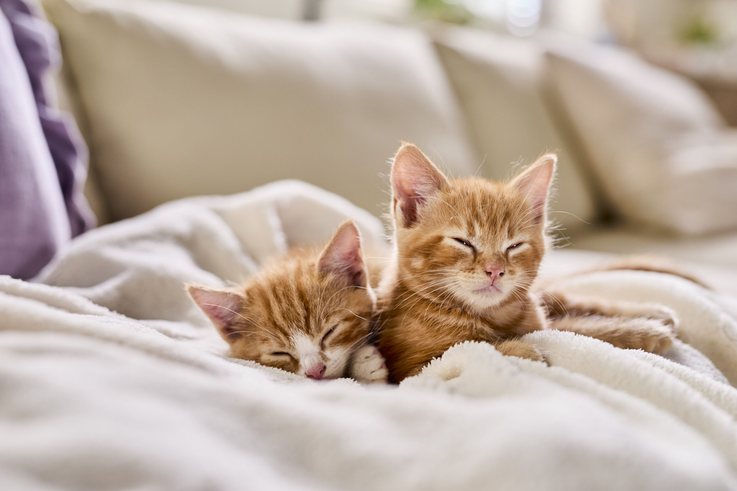 Two kittens falling asleep on a blanket