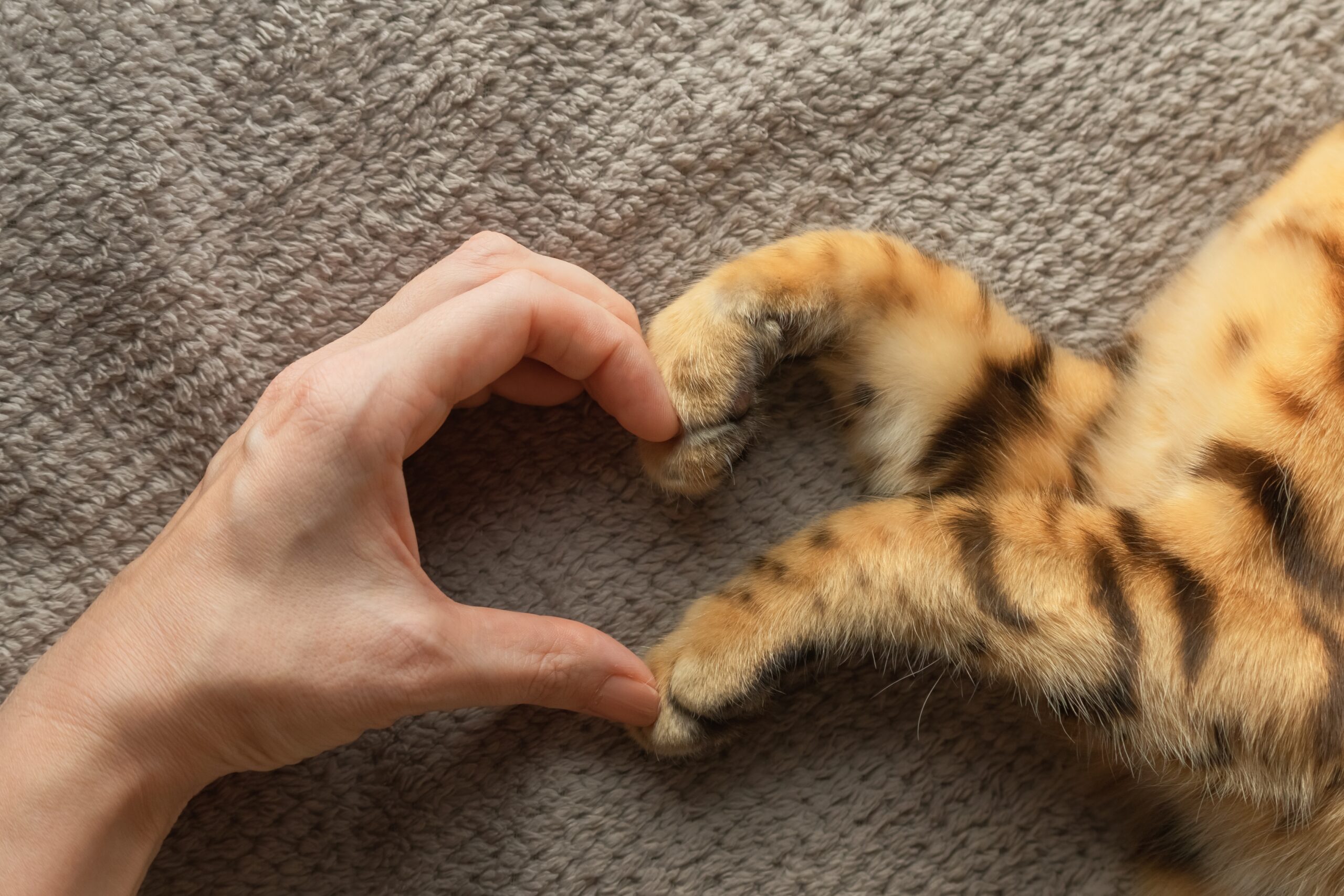 hand touching paws creating a heart