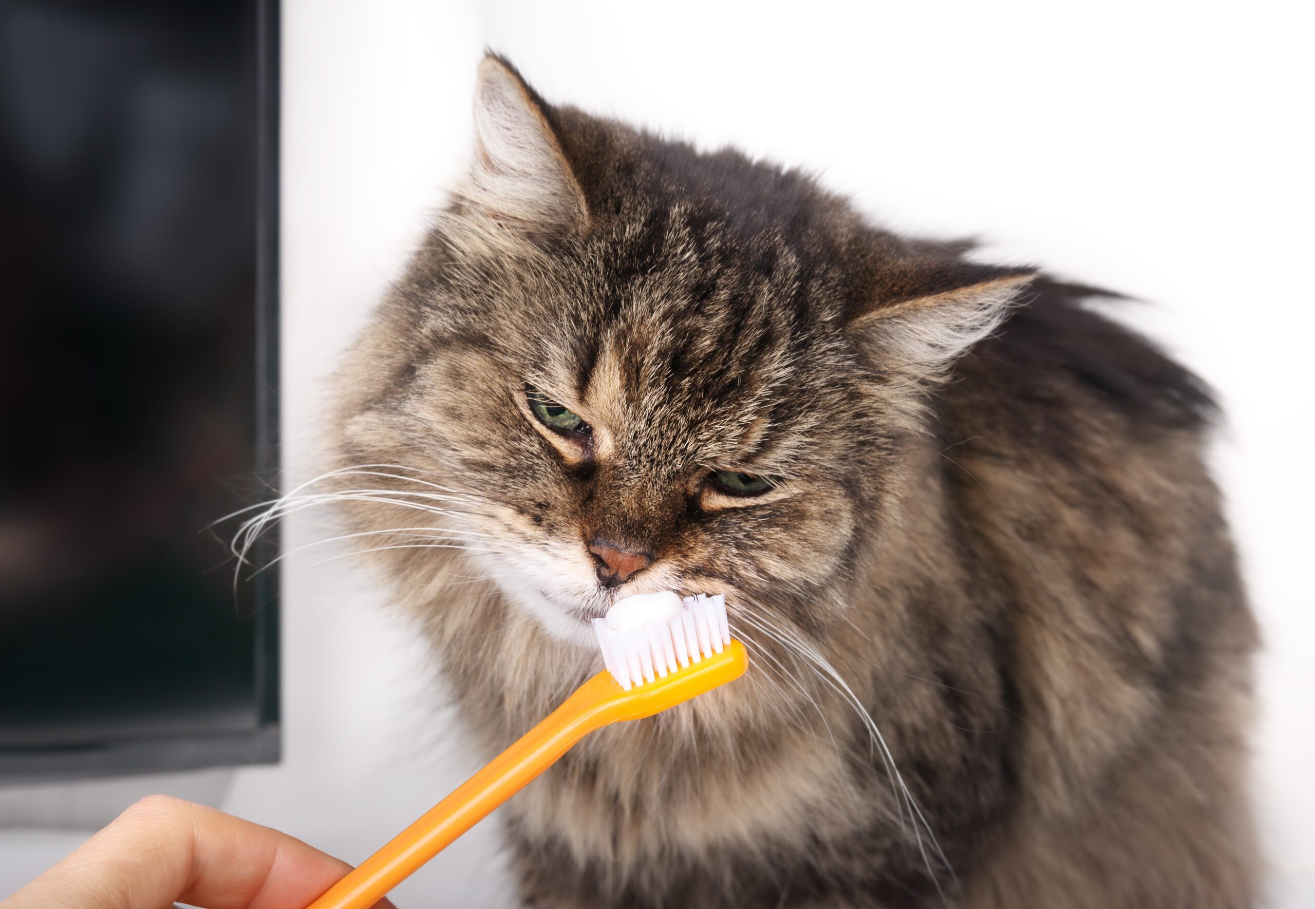 Cat sniffing at a yellow toothbrush with toothpaste on it
