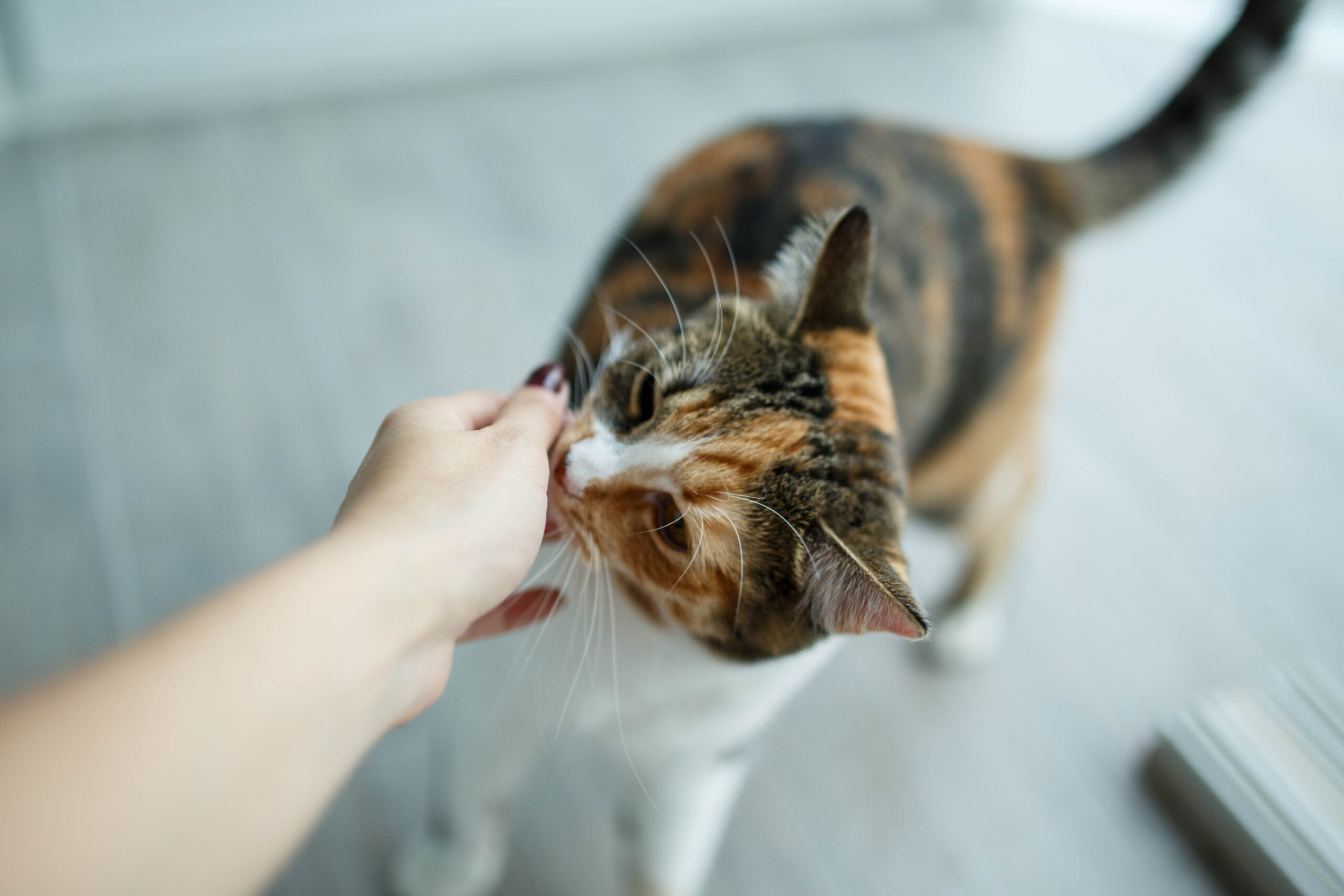 Cat sniffing human hand