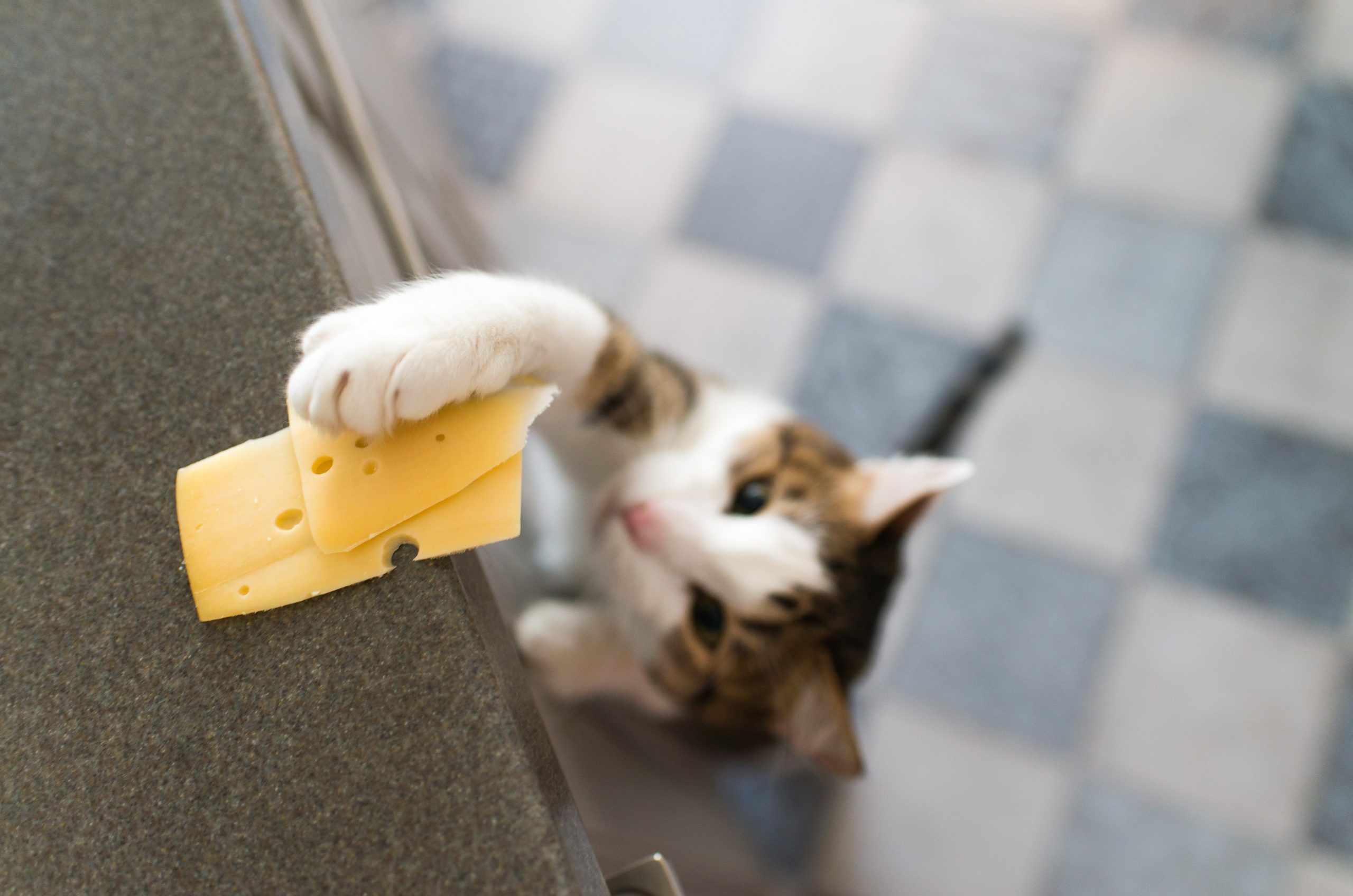 cat reaching for cheese on a counter