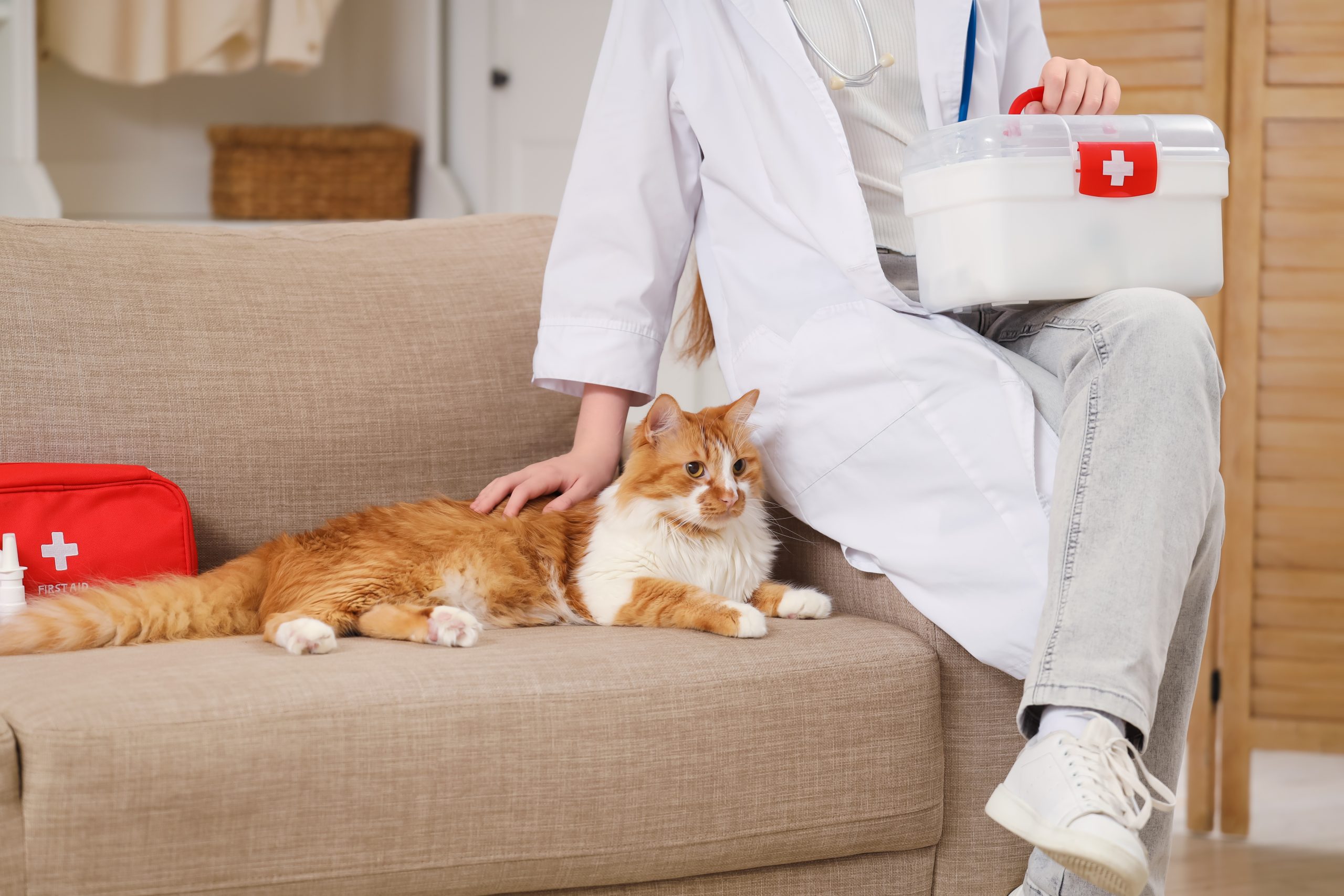 orange and white cat near someone dressed in a lab coat with first aid kits