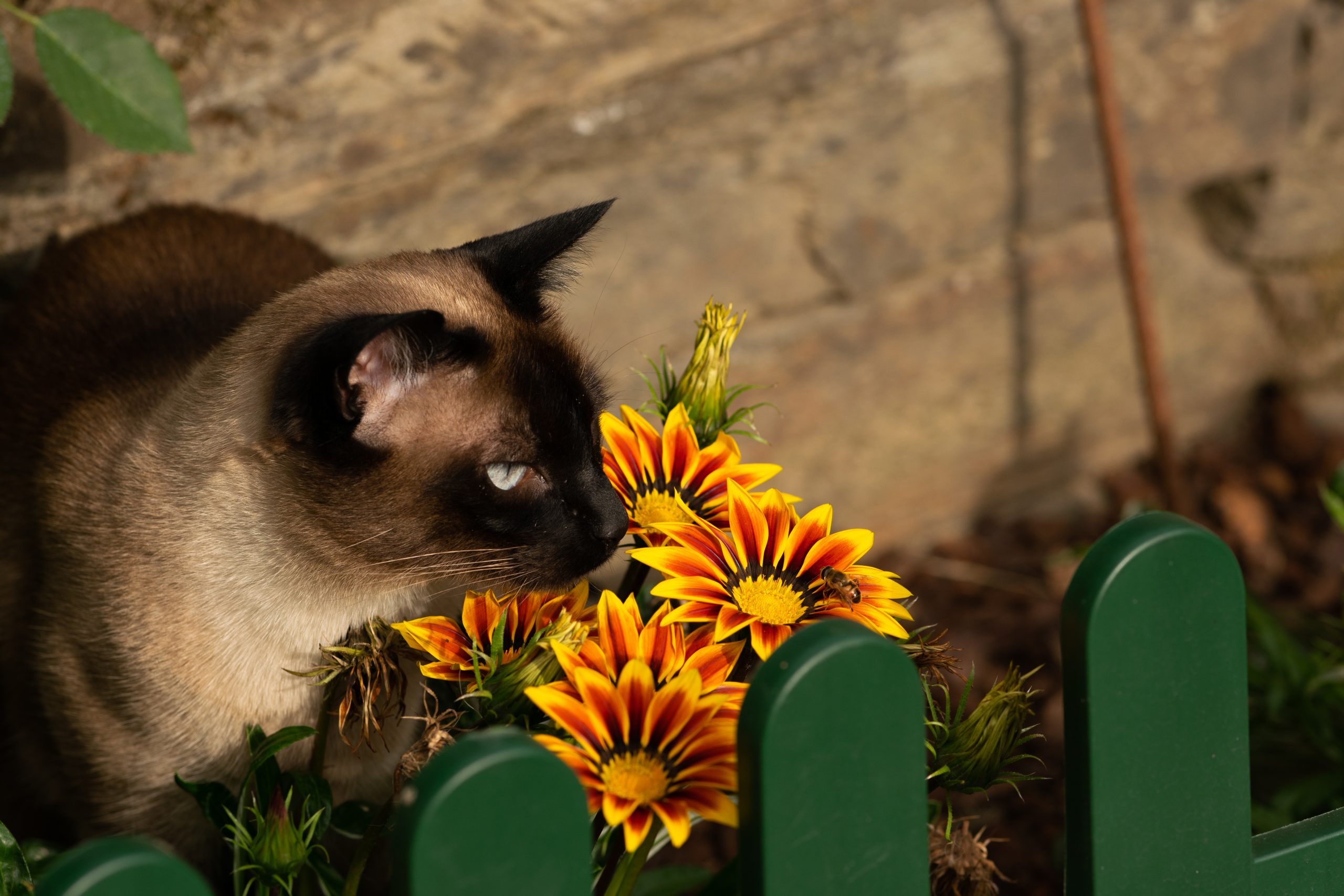 cat sniffing flowers with bee