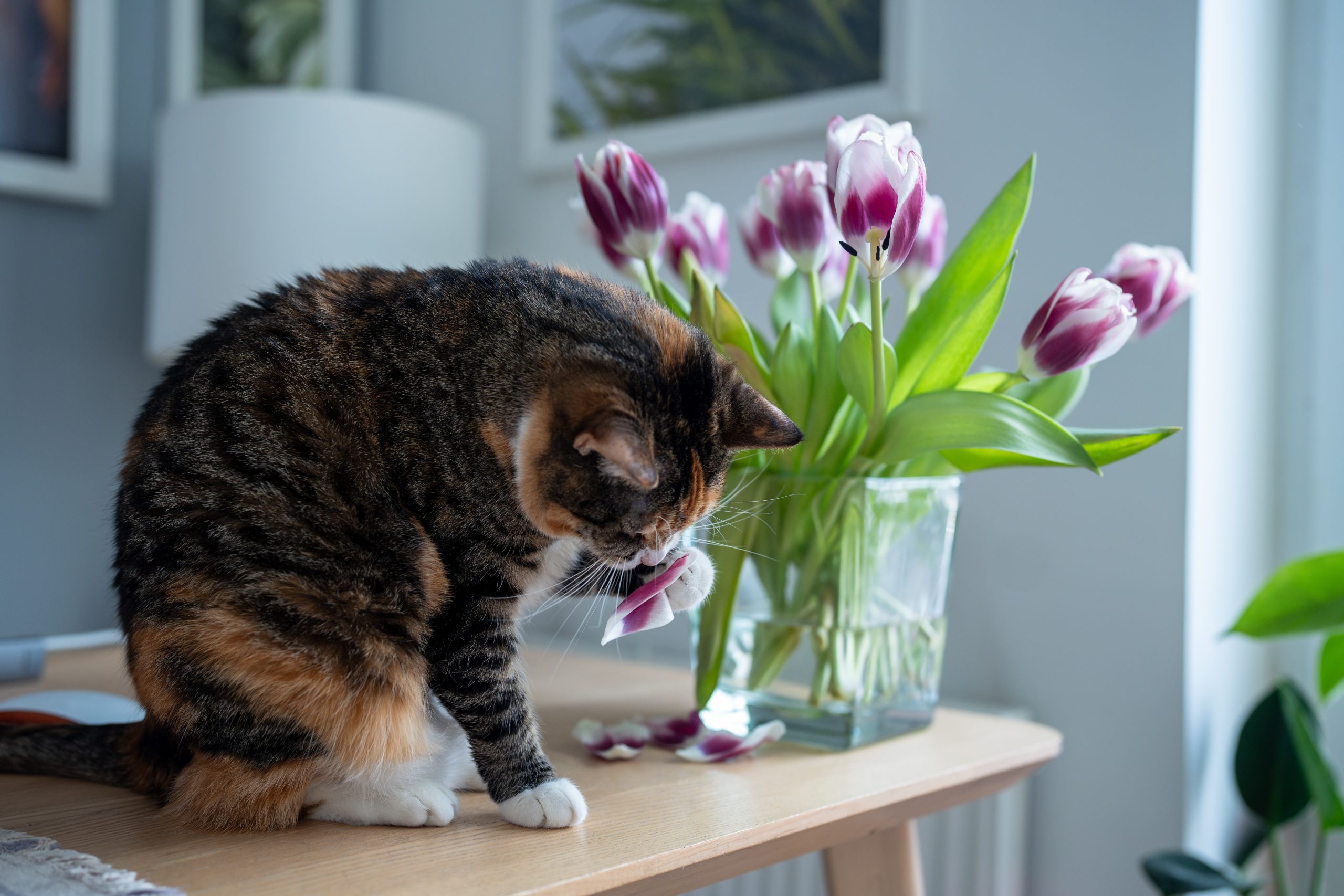 cat sniffing at flowers in a vase