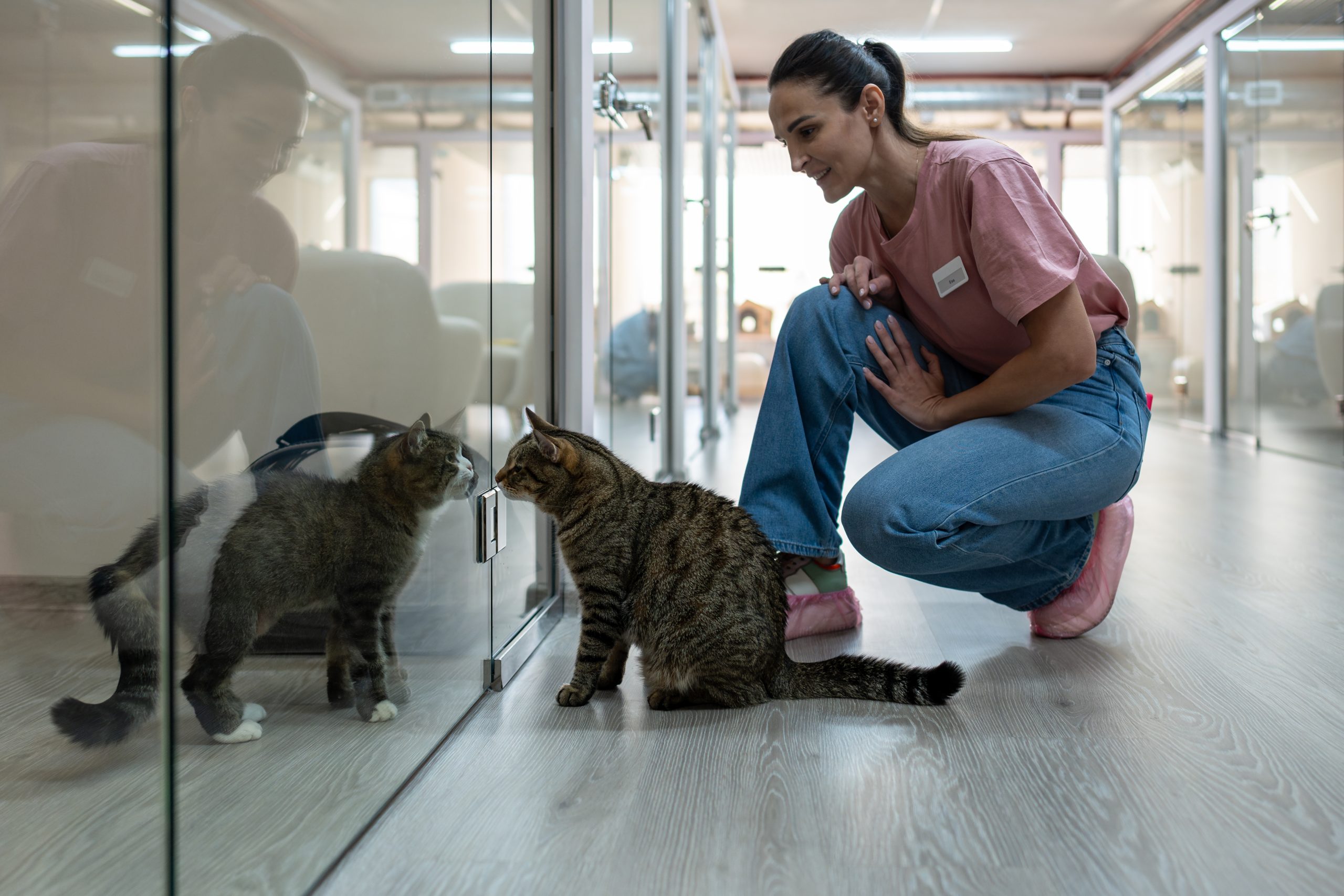 woman standing near 2 cats meeting through a glass wall