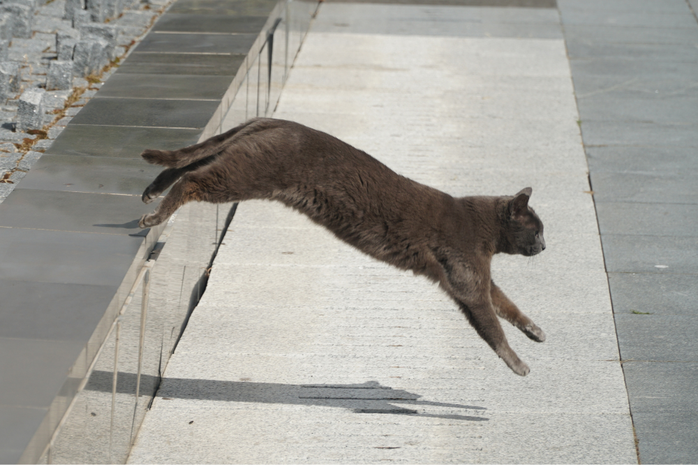 cat jumping down from a short ledge