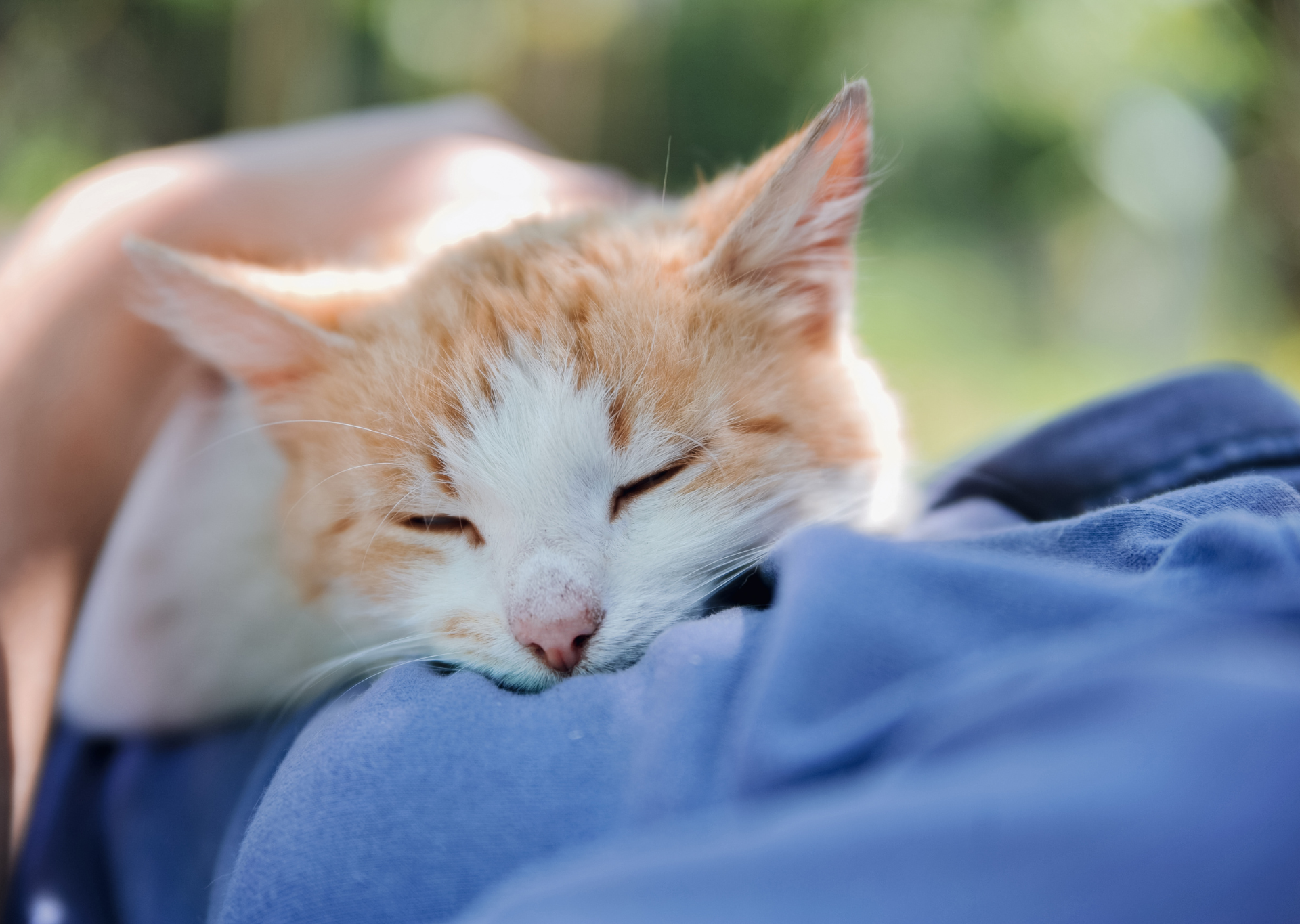 cat sleeping on person's chest