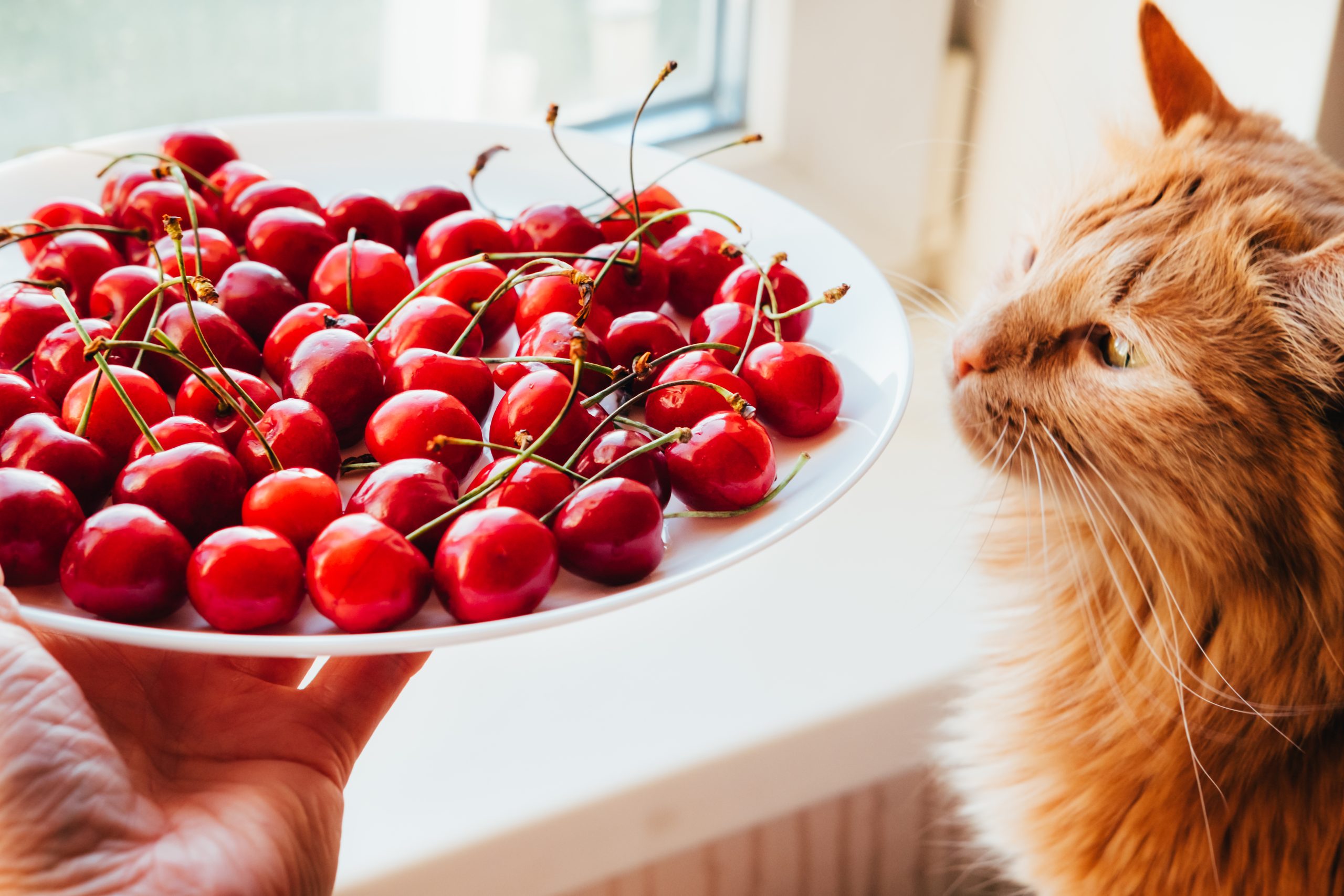 orange cat looking at a bowl of cherries