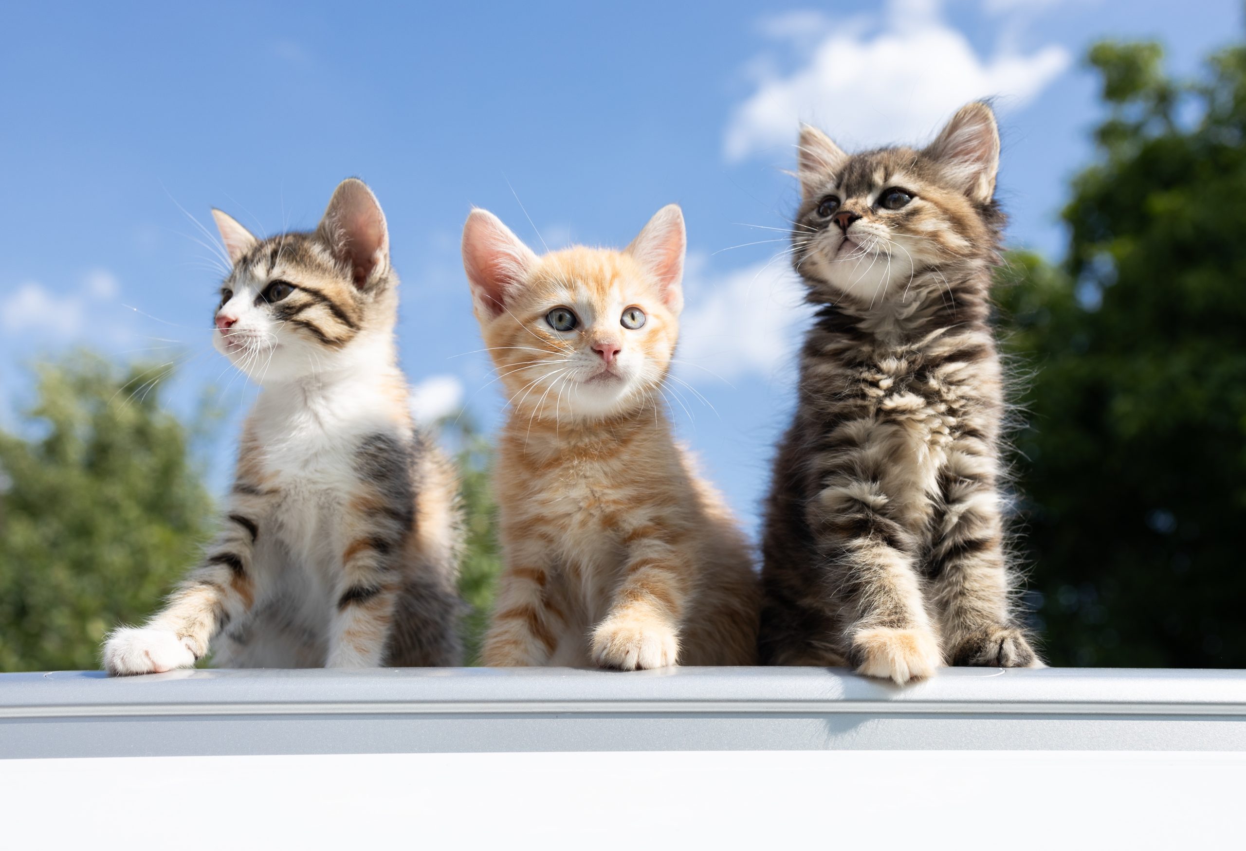 three kittens