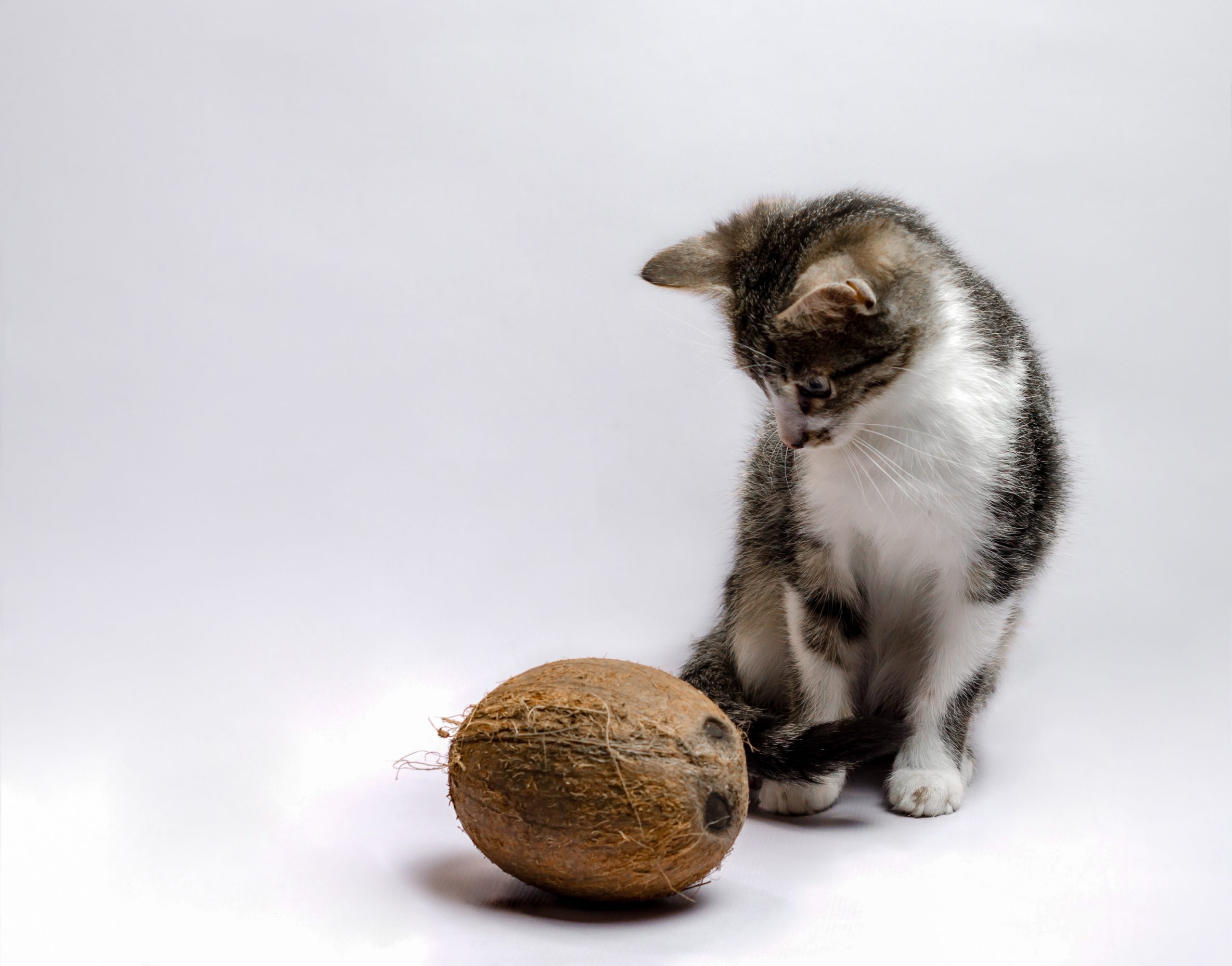 cat looking at a coconut