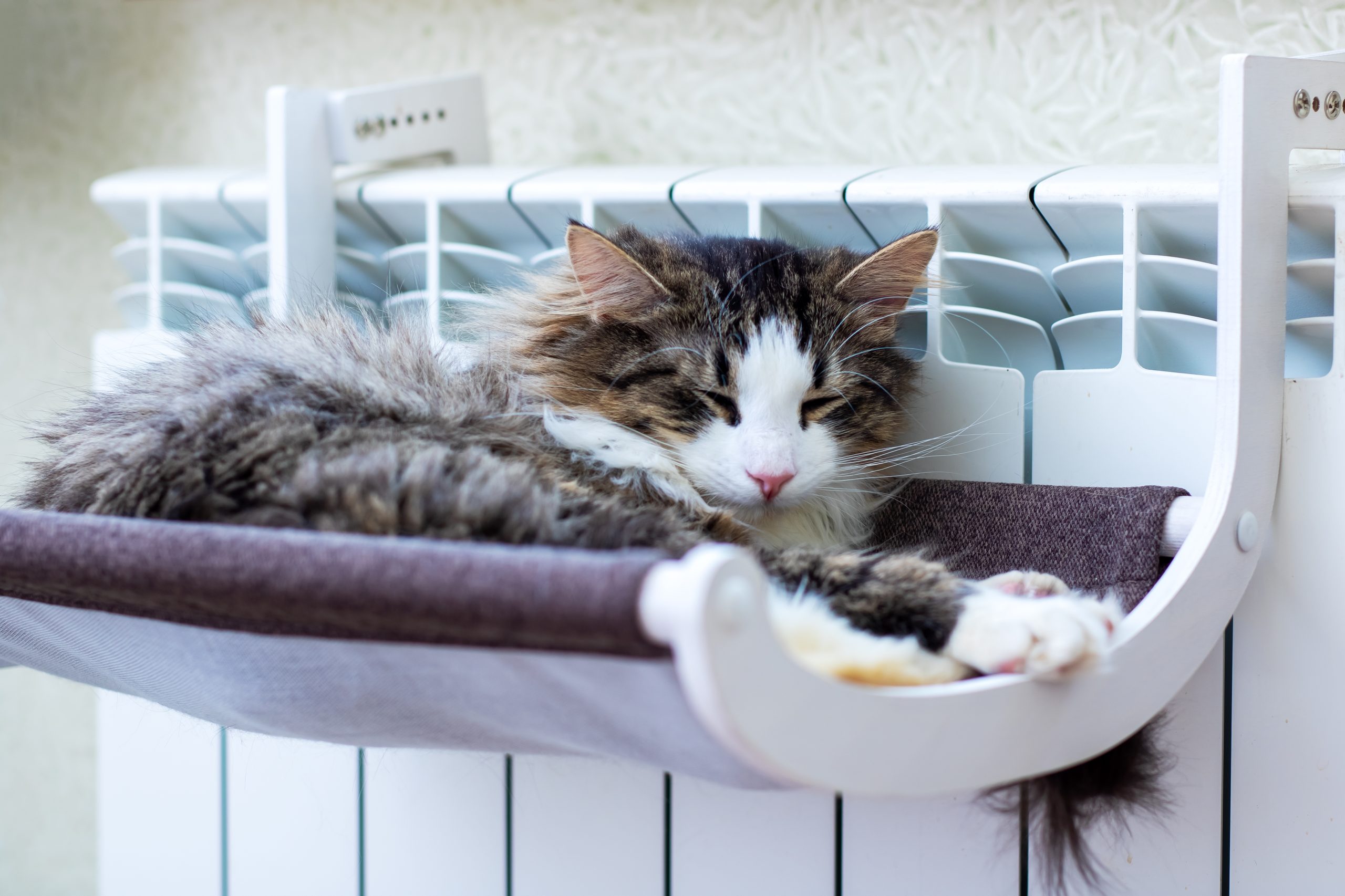 cat sleeping in cat hammock