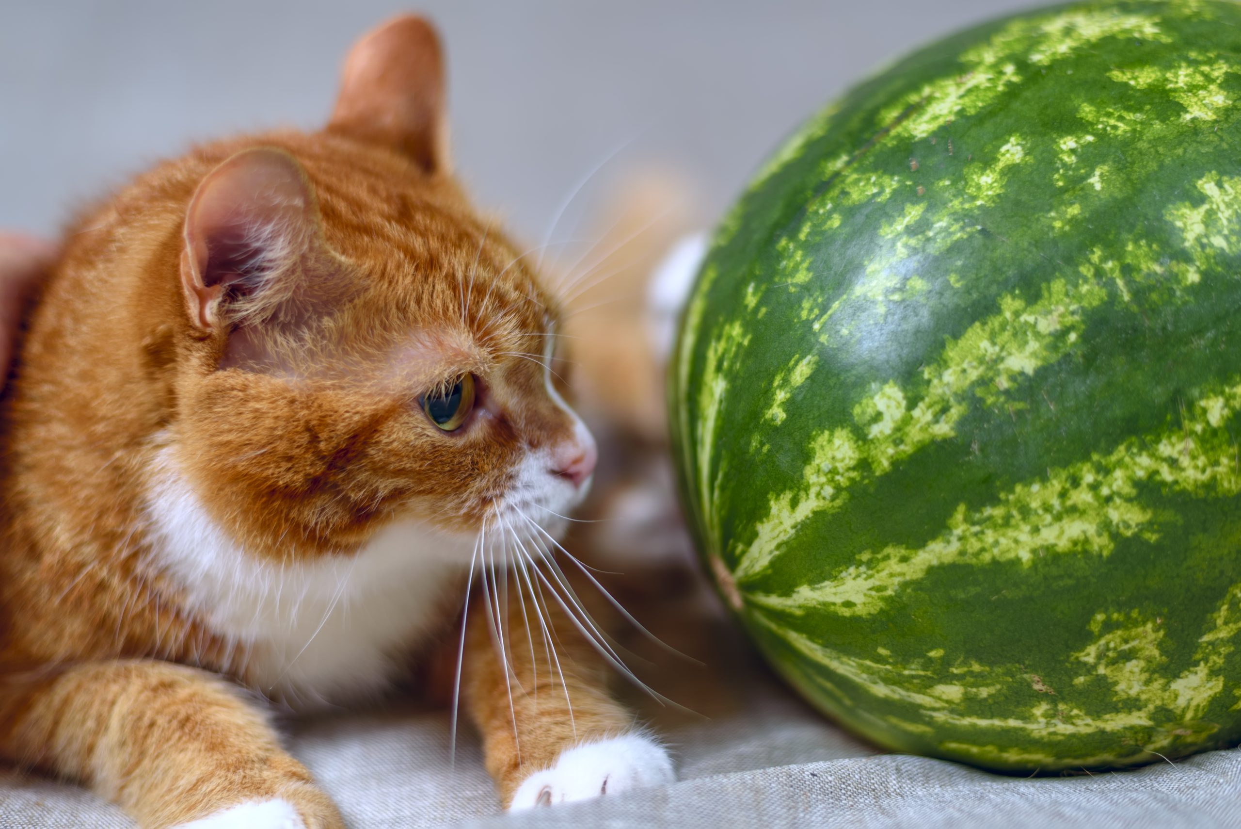 cat laying next to and looking at a watermelon