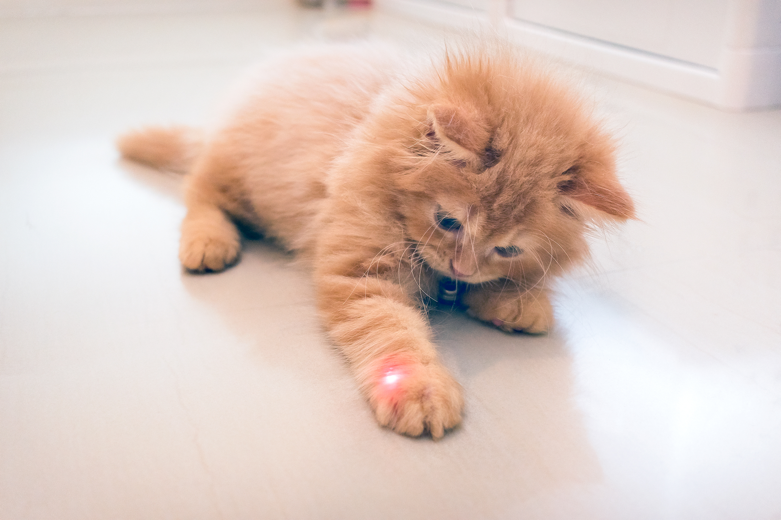orange kitten playing with laser pointer