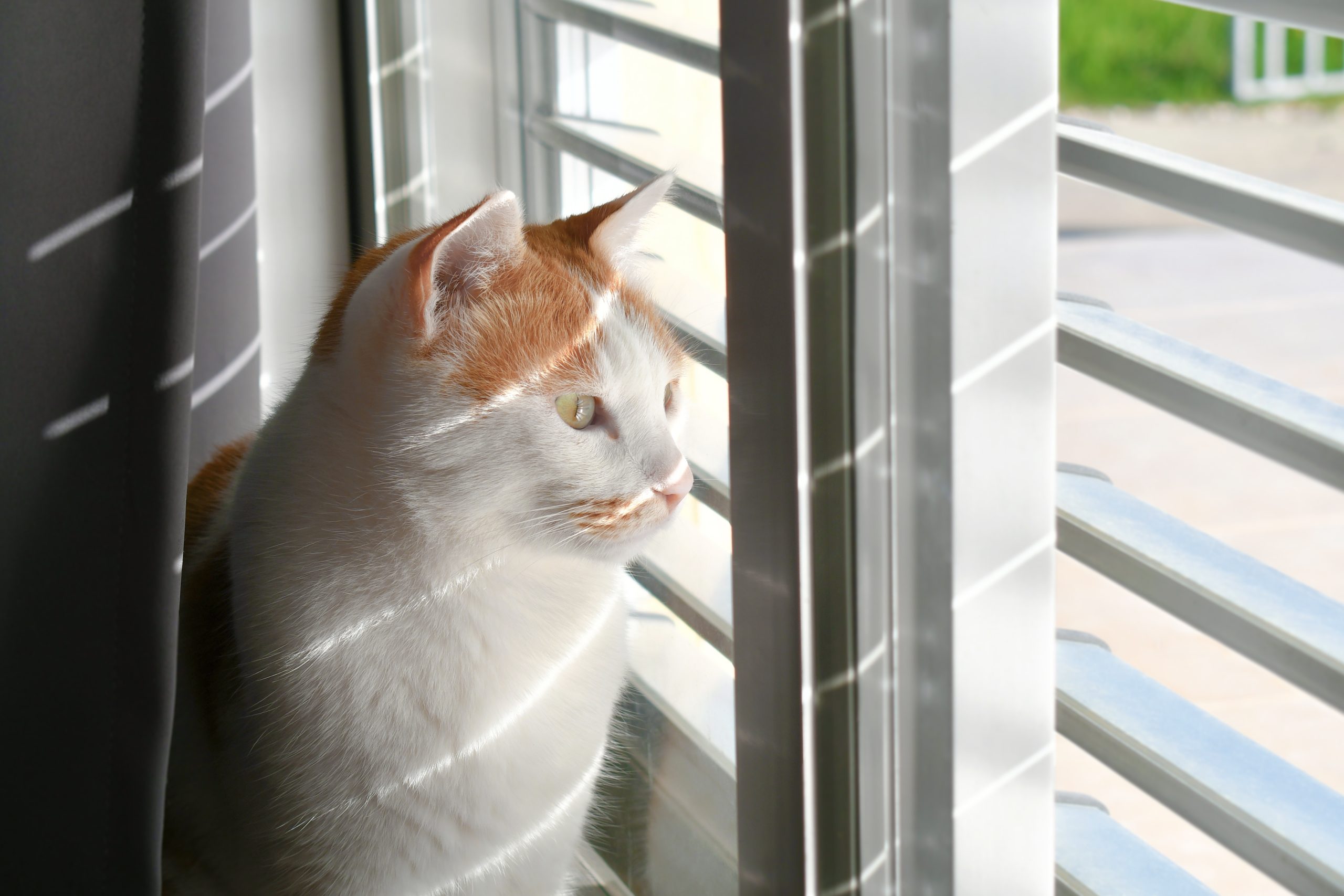 Cat looking out the window