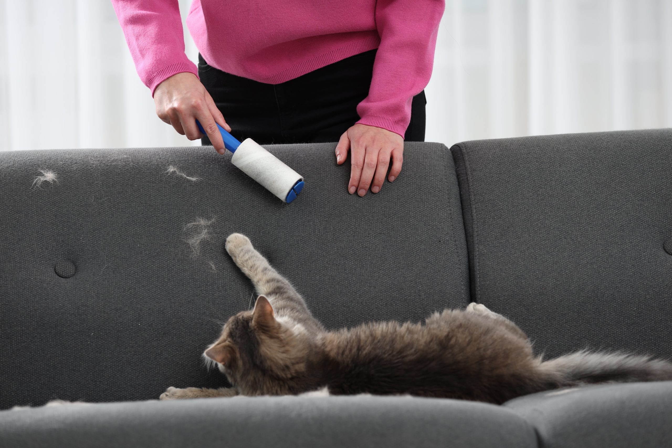 person using a lint roller on a couch with a lot of cat hair and a cat